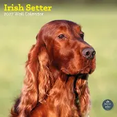 Baker & Bray Irischer Setter Kalender 2027