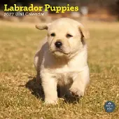 Baker & Bray Labrador Retriever Welpen Kalender 2027