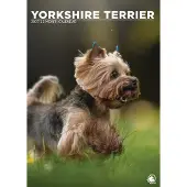 CalendarsRUs Yorkshire Terrier A3 Kalender 2027