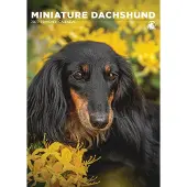 CalendarsRUs Miniatur-Dackel A3-Kalender 2027