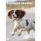 CalendarsRUs Welsh Springer Spaniel A3 Kalender 2027