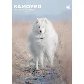 CalendarsRUs Samojede A3-Kalender 2027