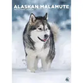 CalendarsRUs Alaskan-Malamute A3-Kalender 2027