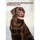 CalendarsRUs Labrador Retriever Braun A3 Kalender 2027