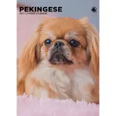 CalendarsRUs Pekingese A3-Kalender 2027