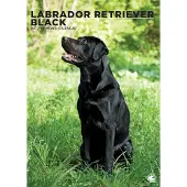 CalendarsRUs Labrador Retriever Schwarz A3-Kalender 2027