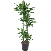 Famanu Dracaena Cintho - 150 cm - ø27