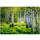 WALLARENA Fototapete Wald in Zielony | Gr.: 250 x 175 cm