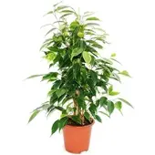 Exotenherz Ficus Benjamini Anastasia Birkenfeige 14cm