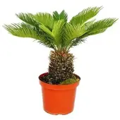 Exotenherz Cycas Revoluta Japanischer Palmfarn im 28cm Topf