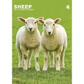 CalendarsRUs Schafe A3-Kalender 2027