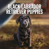 Red Robin Labrador Retriever Schwarz Welpen Kalender 2027