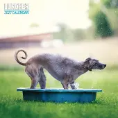 Magnet & Steel Lurcher-Kalender 2027