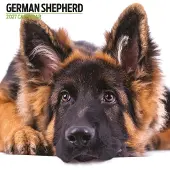 Magnet & Steel Moderner Deutscher Schäferhund Kalender 2027