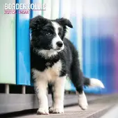 Magnet & Steel Border-Collie-Kalender 2027