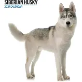 Magnet & Steel Moderner Sibirischer-Husky-Kalender 2027