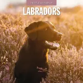 Red Robin Labrador Retriever Gemischt Kalender 2027
