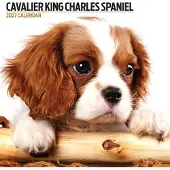 Magnet & Steel Cavalier King Charles Spaniel modern-Kalender 2027