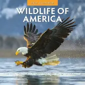 Red Robin Wildlife of America Kalender 2027