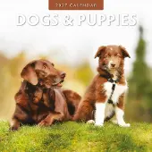 Red Robin Dogs and Puppies Kalender 2027