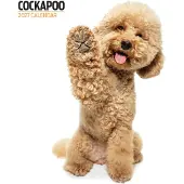 Magnet & Steel Moderner Cockapoo-Kalender 2027