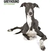 Magnet & Steel Greyhound Modern Kalender 2027