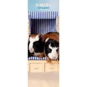 Magnet & Steel Meerschweinchen Kalender 2027 Slimline