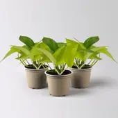 Kölle Efeutute 'Lime', gelbgrün, Topf-Ø 12 cm, 3 Pflanzen