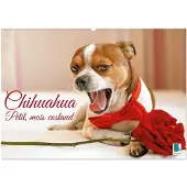 Sonstige Verlage Chihuahua : petit, mais costaud (Calendrier mural 2027 DIN A2 vertical), CALVENDO calendrier mensuel