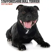 Magnet & Steel Staffordshire Bull Terrier – Moderner Kalender 2027