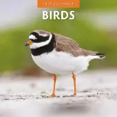 Red Robin Vögel Kalender 2027