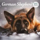 Magnet & Steel Deutscher Schäferhund Kalender 2027 Deluxe