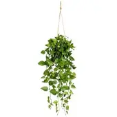 Creativ Green Creativ-green Kunstpflanze Philodendronhänger, im Topf, Höhe 75 cm