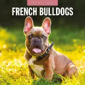 Red Robin Französische Bulldogge Kalender 2027