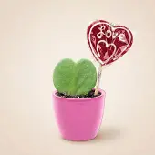 Urbanjngl Sweetheart Pflanzenset - Grünes Mini-Geschenk - Topf- und Pflanzenset - Rosa