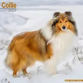 Avonside Publishing Ltd. Schottischer Hütehund Kalender 2027