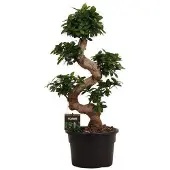 Merkloos Ficus Microcarpa Ginseng Bonsai Baum 80-110 cm