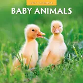 Red Robin Babytier-Kalender 2027