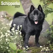 Avonside Publishing Ltd. Schipperke Kalender 2027
