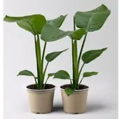 Kölle Strelitzia nicolai, Topf-Ø 12 cm, 2 Pflanzen
