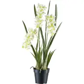 Creativ Green "Orchidee Cymbidie orientalis" mit zahlreichen real-touch-Blüten