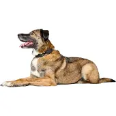 Hunter Halsung Sofia Alu-Strong schwarz, Größe: XL / Breite: 2,5 cm