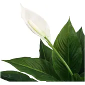 Hjh OFFICE Spathiphyllum