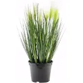 Europalms Federgras