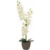 Europalms Orchidee