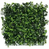 Karat Pachysandra