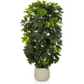 Hjh OFFICE Schefflera 2