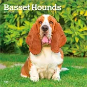 BrownTrout Basset Hound Kalender 2027