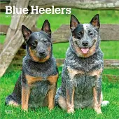 BrownTrout Blue-Heeler Kalender 2027