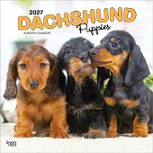 BrownTrout Teckel-Welpen Kalender 2027